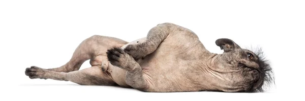 Chien de race mixte sans poils, mélange entre un bouledogue français et un chien chinois à crête, allongé et sur le côté devant un fond blanc — Photo