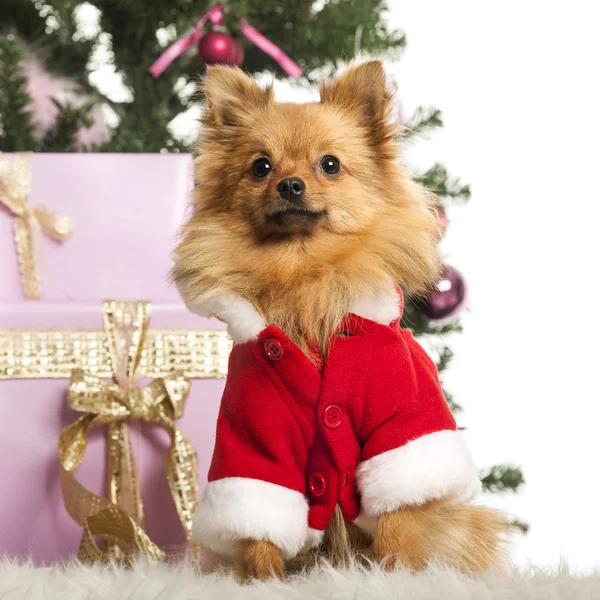 Chihuahua sentado e vestindo um terno de Natal na frente de decorações de Natal contra fundo branco — Fotografia de Stock