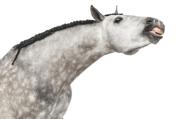 Close-up of an Andalusian head, 7 years old, making a face, stretching its neck, also known as the Pure Spanish Horse or PRE against white background