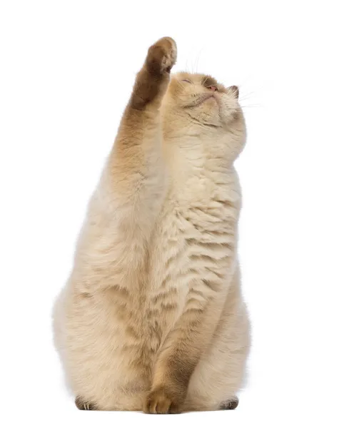 Fat British Shorthair, 2.5 años, sentado, mirando hacia arriba y alcanzando delante de fondo blanco —  Fotos de Stock