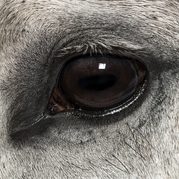 Primer plano de un ojo andaluz, de 7 años, también conocido como Caballo Puro Español o PRE —  Fotos de Stock