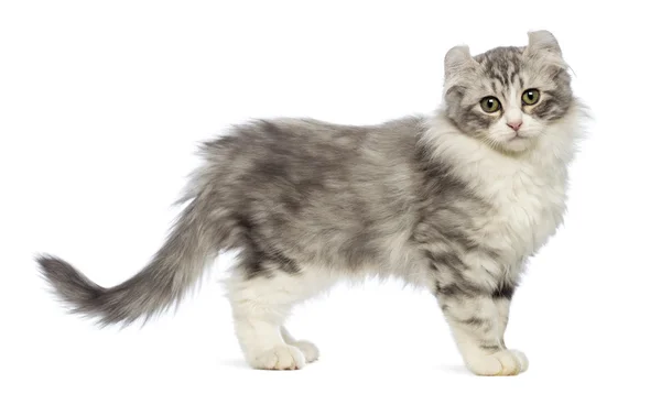 Side view of an American Curl kitten, 3 months old, looking at the camera in front of white background — Stock Photo, Image