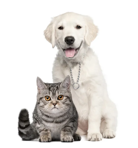 Golden Retriever puppy (14 weeks old) sitting next to a British — Stock Photo, Image