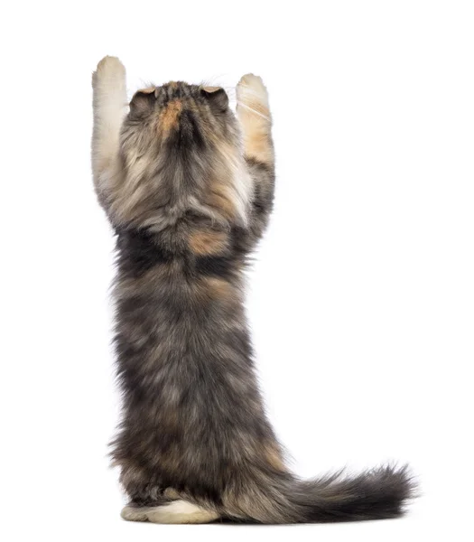 Visão traseira de um gatinho Curl americano, 3 meses, de pé sobre as pernas traseiras e chegando na frente do fundo branco — Fotografia de Stock