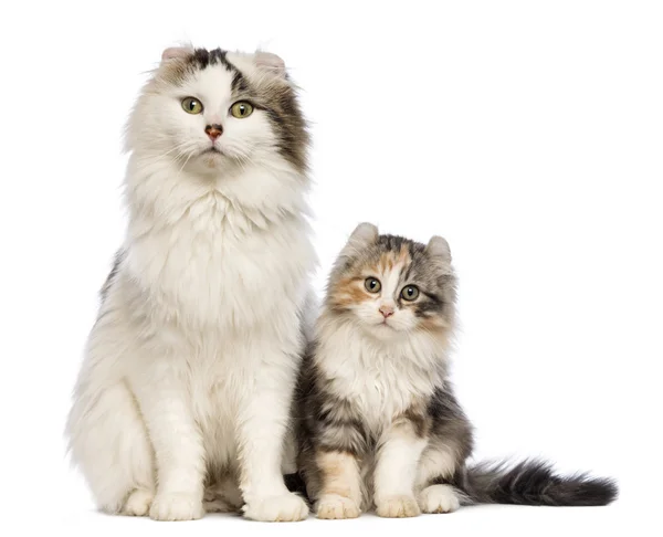 American Curl gatito, 3 meses de edad, sentado con su madre delante de fondo blanco —  Fotos de Stock