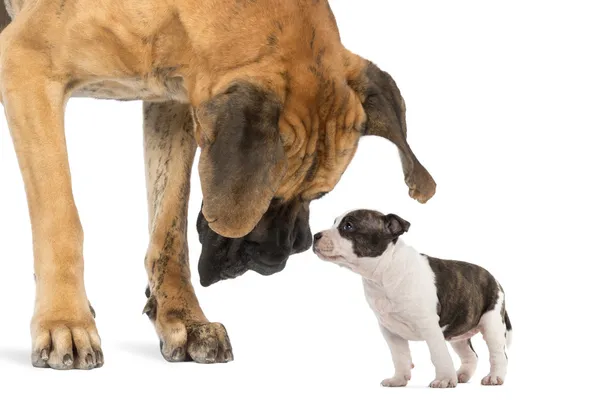 Great Dane looking at an American Staffordshire puppy, isolated — Stock Photo, Image