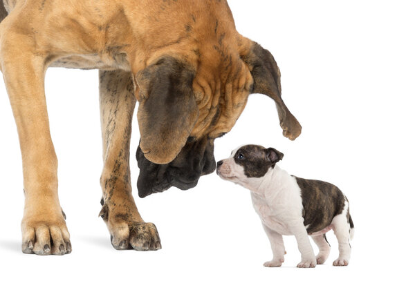 Great Dane looking at an American Staffordshire puppy, isolated
