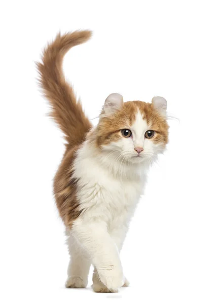 American Curl kitten, 3 months old, walking in front of white background — Stock Photo, Image