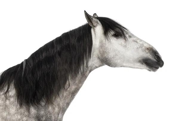 Close-up of an Andalusian head, 7 years old, outstretched, also known as the Pure Spanish Horse or PRE against white background — Stock Photo, Image