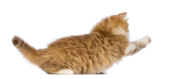 Vista lateral de um gatinho Longhair britânico, 2 meses, brincando na frente do fundo branco — Fotografia de Stock