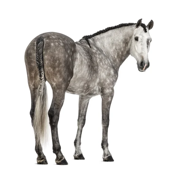 Achteraanzicht van een Andalusische, 7 jaar oud, kijken terug, ook bekend als de zuivere Spaanse paard of pre tegen witte achtergrond — Stockfoto