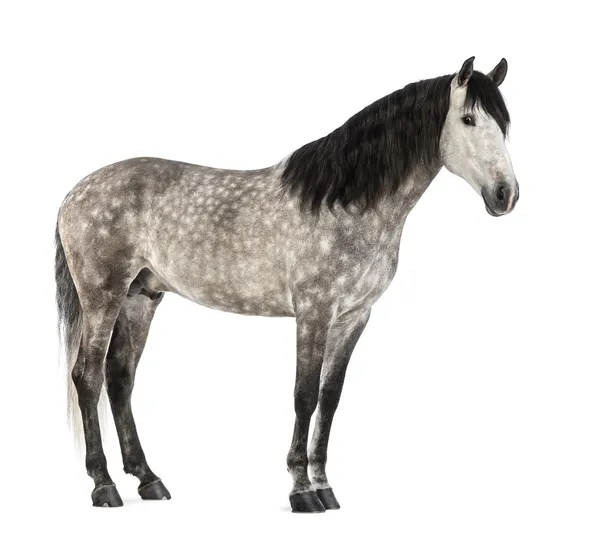 Andalusian, 7 years old, also known as the Pure Spanish Horse or PRE against white background — Stock Photo, Image