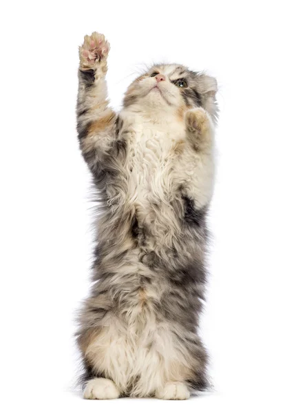 American Curl kitten, 3 months old, standing on hind leg and reaching in front of white background — Stock Photo, Image