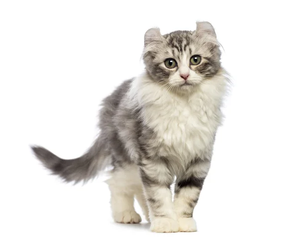 American Curl gatito, 3 meses de edad, mirando a la cámara en frente de fondo blanco — Foto de Stock