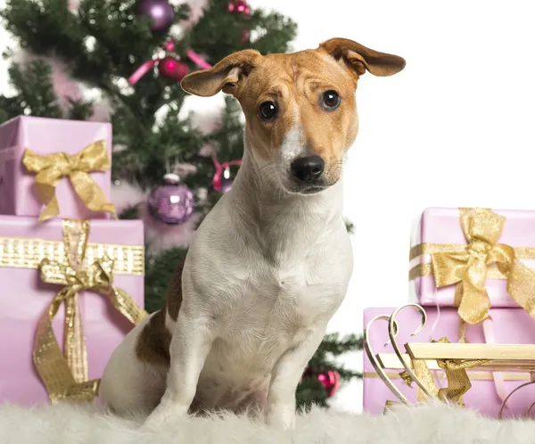 Jack Russell Terrier sentado frente a decoraciones navideñas sobre fondo blanco —  Fotos de Stock