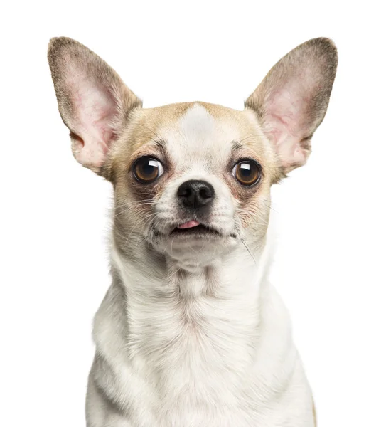 Bir Chihuahua (2 yaşında) yakın çekim kamera, ISO arıyorsunuz — Stok fotoğraf