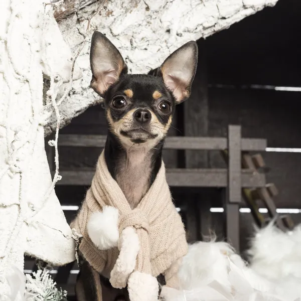Chihuahua sentado na frente do presépio de Natal com árvore de Natal e neve — Fotografia de Stock