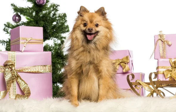 博美犬坐在白色背景圣诞装饰品 — 图库照片