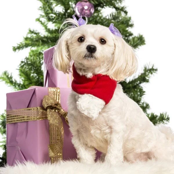 Maltese sitting and wearing a Christmas scarf in front of Christmas decorations against white background — Stock Photo, Image