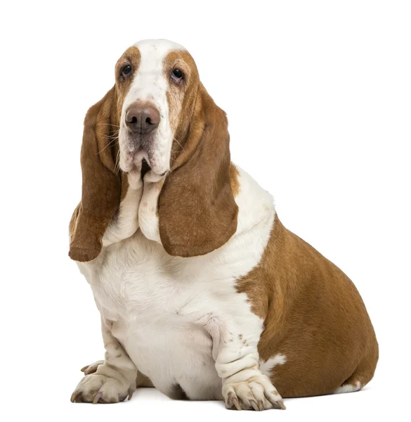 Basset Hound sitting and looking at the camera, isolated on whit — Stock Photo, Image