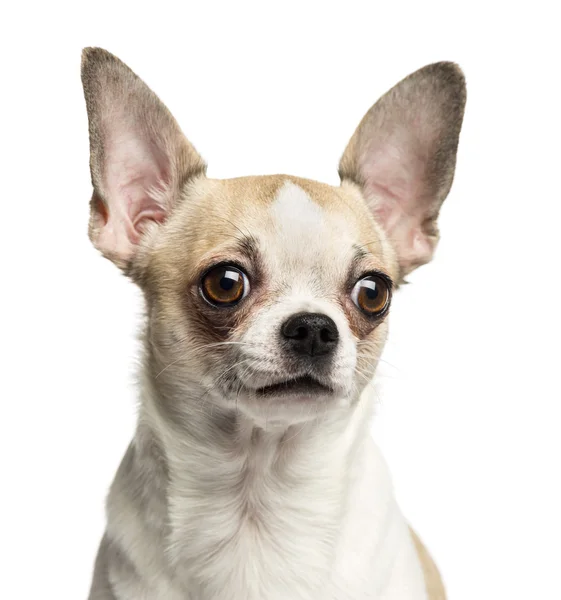Κοντινό πλάνο ενός Chihuahua (2 ετών), που απομονώνονται σε λευκό — Φωτογραφία Αρχείου