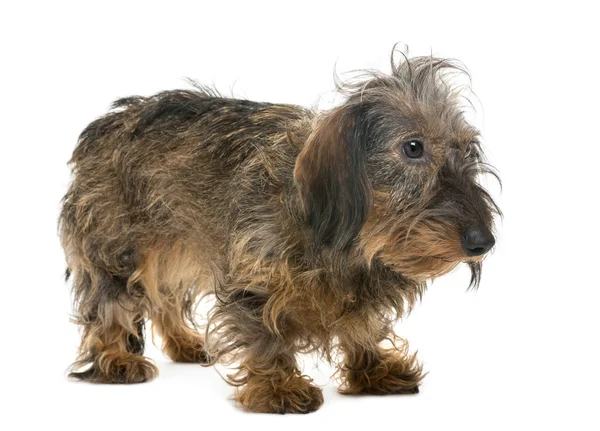 Dachshund mirando a la derecha, aislado en blanco — Foto de Stock