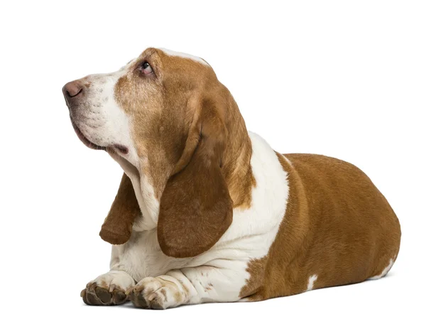 Basset hound lhaní a vzhlédla, izolovaných na bílém — Stock fotografie