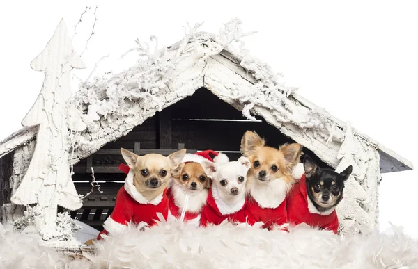 座っていると、白い背景の雪とクリスマス ツリー クリスマスのキリスト降誕のシーンの前にクリスマスのスーツを着てチワワ — ストック写真