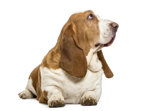 Basset Hound couché et levant les yeux, isolé sur blanc — Photo