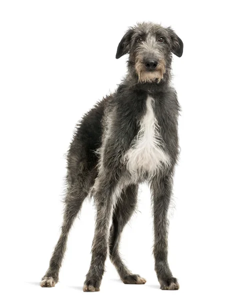 Scottish Deerhound olhando para a câmera, isolado em branco — Fotografia de Stock