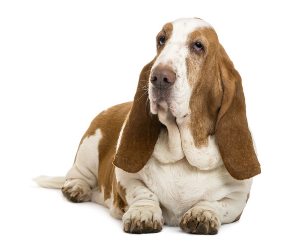 Basset Hound lying, isolated on white