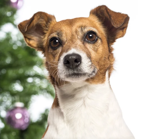 Primer plano de un Jack Russell Terrier frente a decoraciones navideñas sobre fondo blanco —  Fotos de Stock