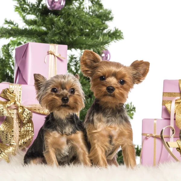 坐在白色背景圣诞装饰品前的两个约克夏梗犬 — 图库照片