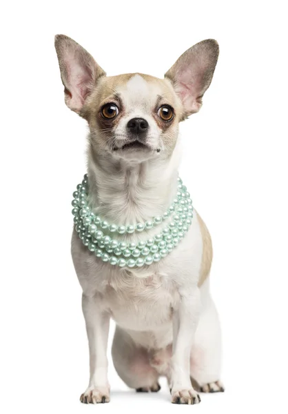 Chihuahua (2 years old) sitting and wearing a pearl necklace, is — Stock Photo, Image