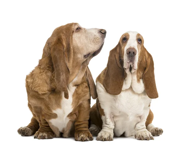 Two Basset Hounds sitting, looking at the camera and looking rig — Stock Photo, Image