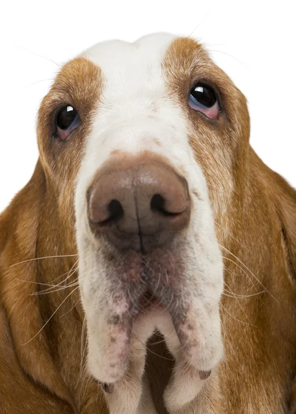 Närbild av en basset hound, isolerad på vit — Stockfoto