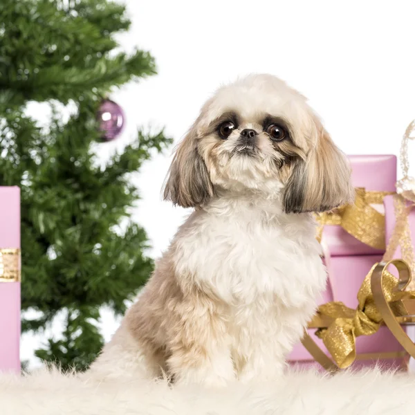 Shih tzu sitzt vor Weihnachtsdekoration vor weißem Hintergrund — Stockfoto