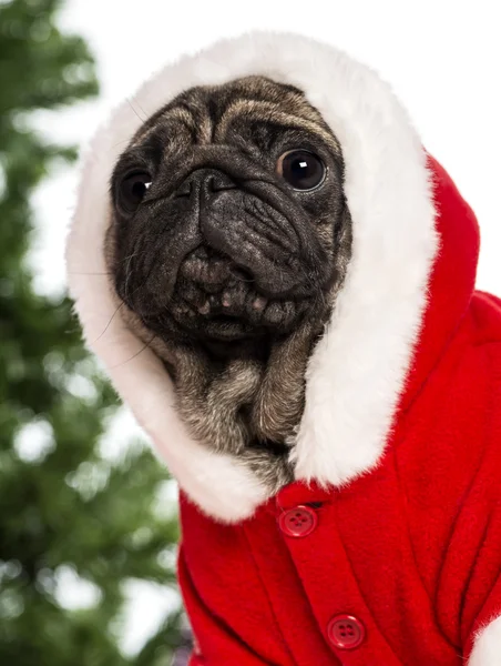 Pug vestido con un traje de Navidad delante de las decoraciones de Navidad sobre fondo blanco — Foto de Stock