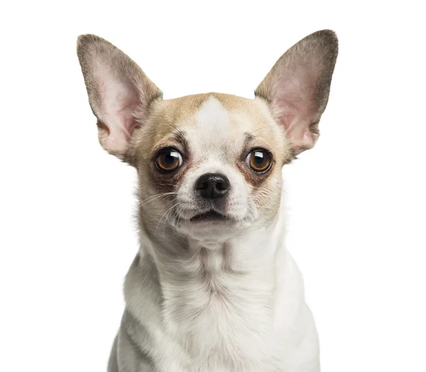 Bir Chihuahua (2 yaşında) yakın çekim kamera, ISO arıyorsunuz — Stok fotoğraf