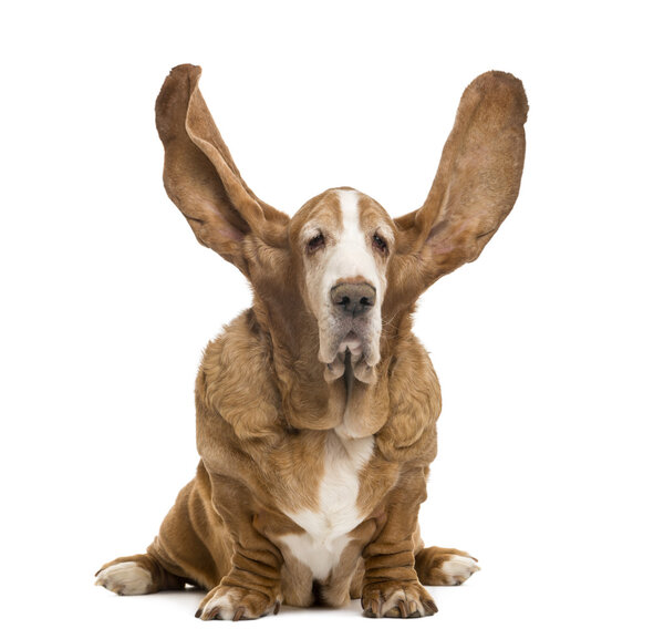 Old Basset Hound sitting with ears up, isolated on white