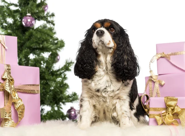 Cavaleiro Rei Charles sentado na frente de decorações de Natal contra fundo branco — Fotografia de Stock