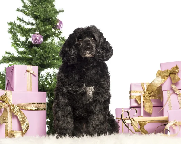 Terrier tibetano sentado na frente de decorações de Natal contra fundo branco — Fotografia de Stock