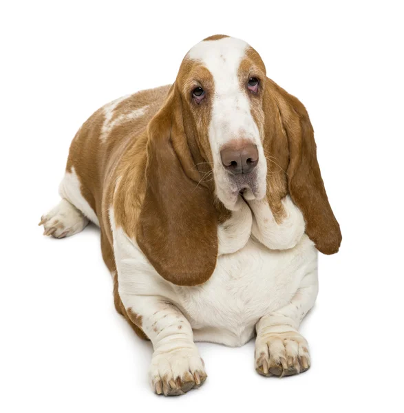 High view of a Basset Hound looking at the camera , isolated on — Stock Photo, Image