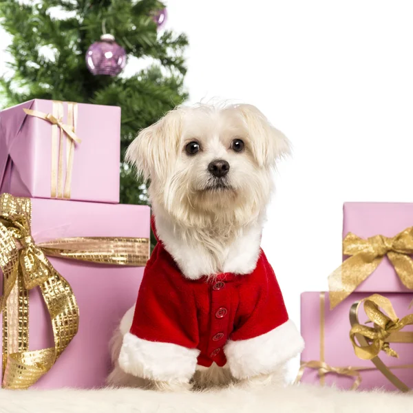 Maltés sentado y con un traje de Navidad frente a decoraciones navideñas sobre fondo blanco — Foto de Stock