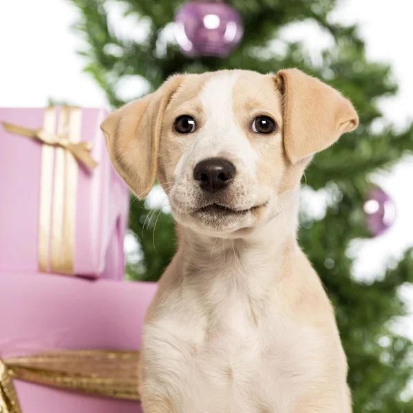 Close up de um Labrador na frente de decorações de Natal contra fundo branco — Fotografia de Stock