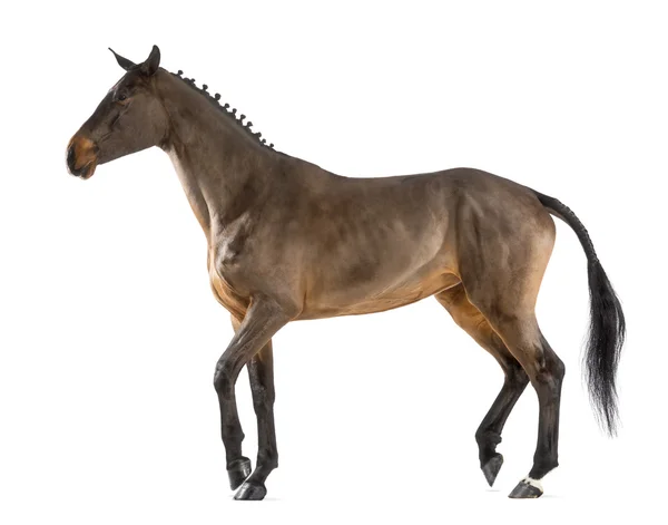 Female Belgian Warmblood, BWP, 4 years old, with mane braided with buttons, walking against white background — Stock Photo, Image
