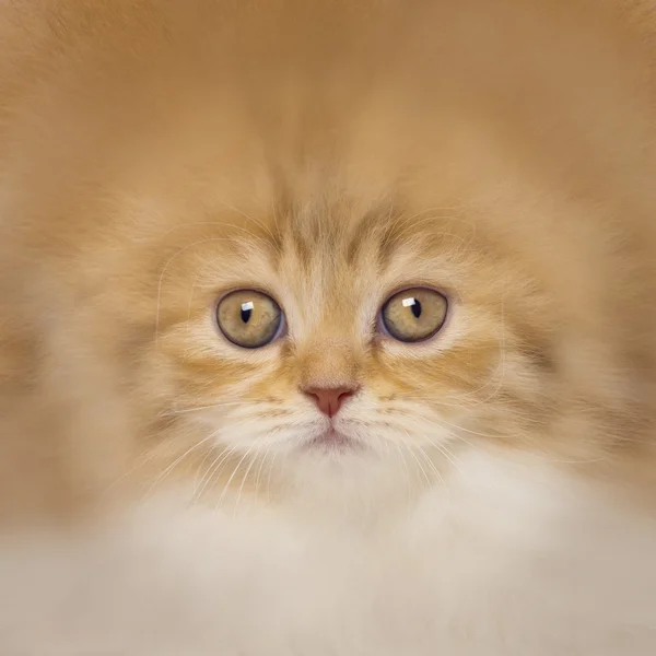 Close-up of a British Shorthair — Stock Photo, Image