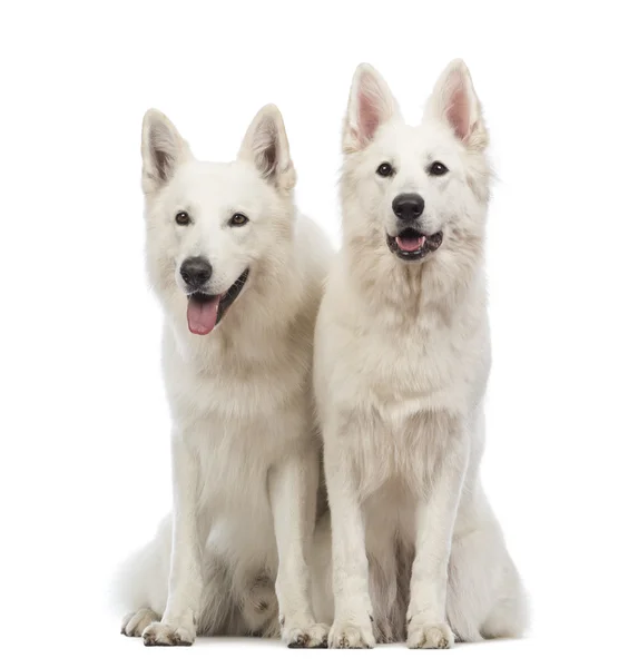 Two Swiss Shepherd dogs, 5 years old, sitting, panting and looking away in front of white background — Stock Photo, Image