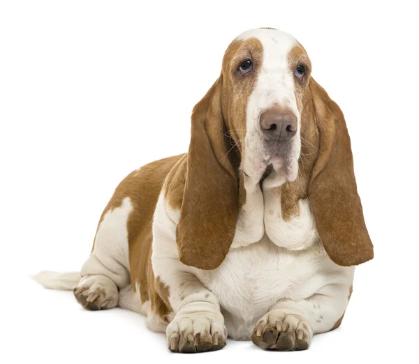 Basset hound liggande, isolerad på vit — Stockfoto