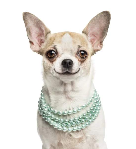 Közeli kép: egy mosolygós Chihuahua (2 éves) visel egy gyöngy ne — Stock Fotó